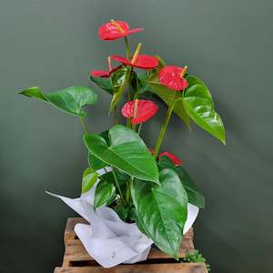 Plants: Anthurium