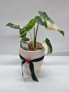 Plants: Monstera Thai Constellation Pot Plant