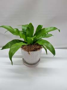 Plants: Asplenium Antiquum in pot 15cm