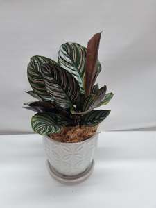 Plants: Calathea Ornata 15cm in pot