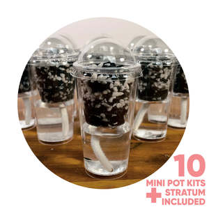 Propogation: Pup Cup Stratum Propagation Kit from The Rare Plantation