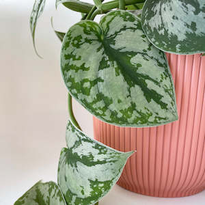 Pots: Cover Pot - Elho Vibes - 11cm Watermelon Rose