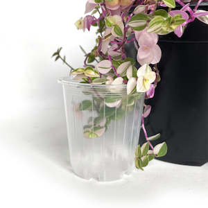 Pots: Rain 7 Clear Nursery Pot - 6.5cm x 7cm - 170ml - from 65 cents each
