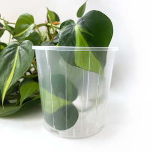Pots: Rain 10 Clear Nursery Pot - 10cm x 10cm - from 83c each