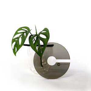 Propogation: Claroplants - SMOKE