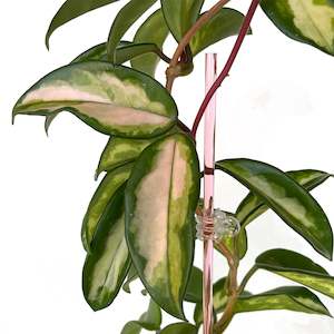 Pots By Colour: Rain Acrylic Plant Stake - ROSE