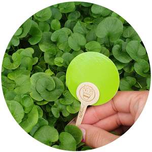 Insect Control: uBloomd Green Sticky Traps ROUND for flying pests - 10 traps / 5 clips - $1.90 per trap