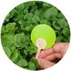 uBloomd Green Sticky Traps ROUND for flying pests - 10 traps / 5 clips - $1.90 per trap