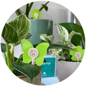 Insect Control: uBloomd Green Sticky Traps NATURE COLLECTION for flying pests - 10 traps / 5 clips - $1.90 per trap