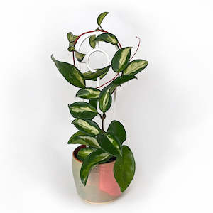 Pots By Colour: Crew Mini Trellis Plant Support - WHITE [from $1.20 each]