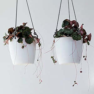 White: Hanging Pot - Elho Brussels - 18cm White