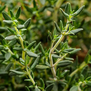 Yates: Thyme - Seeds