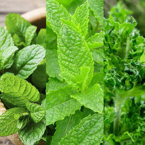 Yates: Mint Mix - Seeds (Peppermint, Spearmint, Curled Mint)