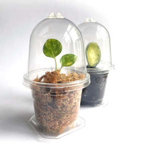 Grow Pods Smart Gardens: Mini Clear Propagation Kit - from $2 each