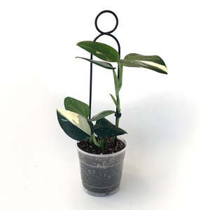 Houseplant Appreciation Day Sale: Botanopia Plant Support Stake - Black Pompom 34cm