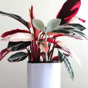 Water Meters: GrowProbe Soil Moisture Tester - 4 Colours - NZ MADE