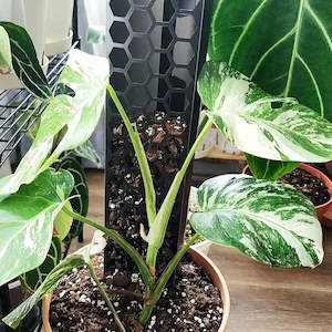 Plant Support Poles: CANOPY Extendable Grow Pole - INK 45cms MEDIUM [from $12 each]