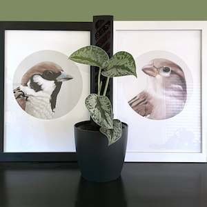 Plant Support Poles: Grow Vertical Forty - 40cms BLACK (from $9.90)