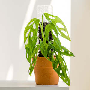 Plant Support Poles: Thiccly GrowPole™ 2.0 Pro - Clear SMALL 30cm [from $6 each]