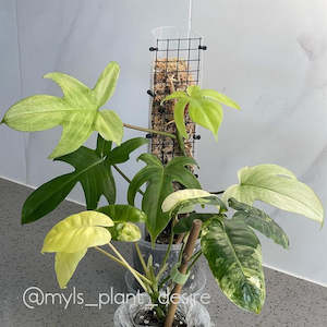 Plant Support Poles: Grow Vertical Propstick - 33cms MINI CLEAR