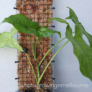 Grow Vertical: Grow Vertical Propstick - 70cms PRO CLEAR