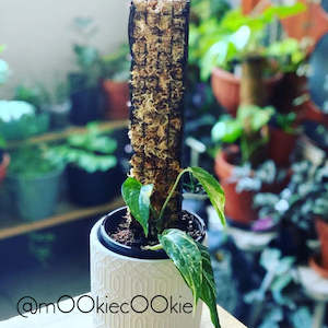 Grow Vertical: Grow Vertical Propstick - 33cm MINI BLACK