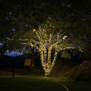 Outdoor Lights: Large Outdoor Standard 230v Fairy Lights Tree Kit | Black Cable | 150m