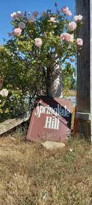 Frontpage: Springvale Hill Kiwi Spice