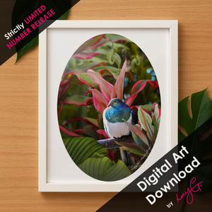 Products: SPECIAL LIMITED RELEASE - DIGITAL DOWNLOAD 'Reflection' Kereru oval art A4