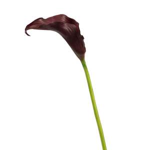 Outdoor Events: Artificial Calla Lily - Dark Purple