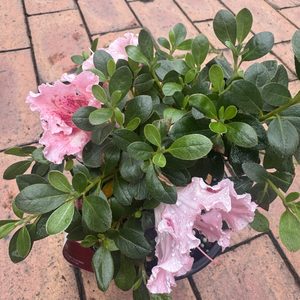 Products: Azalea ‘Gumpo Pink’ 2L