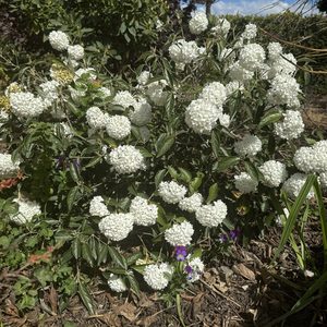 Products: Viburnum ‘Eskimo’ 2L