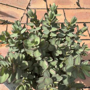 Products: Rhaphiolepis ‘Umbellata’ 2L