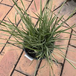 Lomandra ‘Arctic Frost’-1.5L