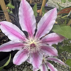 Clematis hybrid. ‘Nelly Moser ‘