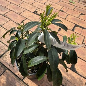 Kalmia latifolia ‘Pink Charm’