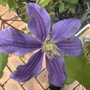 Products: Clematis hybrid. ‘Romantika’