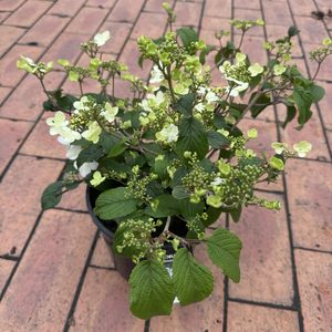 Products: Viburnum plicatum ‘Summer Snowflake’ 2L