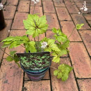 Products: Tiarella ‘Neon Lights’ 12m