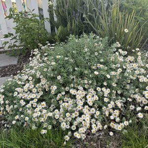 Products: Helipterum ‘Paper Cascade’ 2.5L