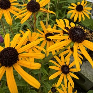 Products: Rudbeckia ‘Little Gold Star’ 14cm