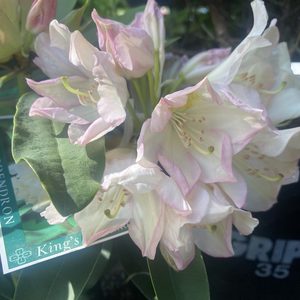 Products: Rhododendron ‘Kings Milkmaid’