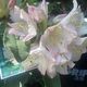 Rhododendron ‘Kings Milkmaid’
