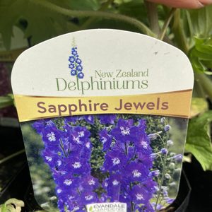 Delphinium ‘Sapphire Jewels’ 1L