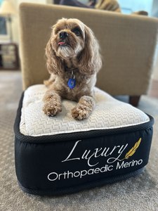 Orthopaedic Merino Beds: Orthopaedic Merino Pet Bed
