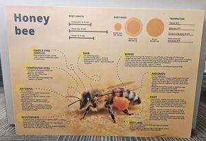 Products: Educational Boards XXL
