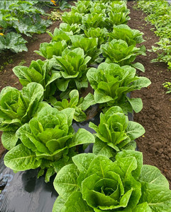 Cos Lettuce Macas Green Fam