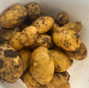 Agria Potatoes Macas Green Fam