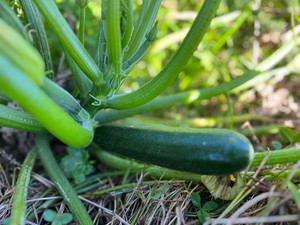 Courgette Macas Green Fam