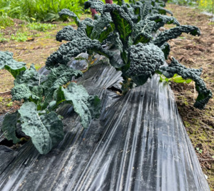 Nero Kale Macas Green Fam